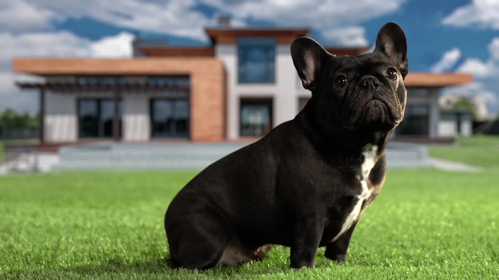 Toronto Video Production Commercial Ad Marketing Creative Dogs Artificial Grass Bluescreen Warehouse Actor Set Dog