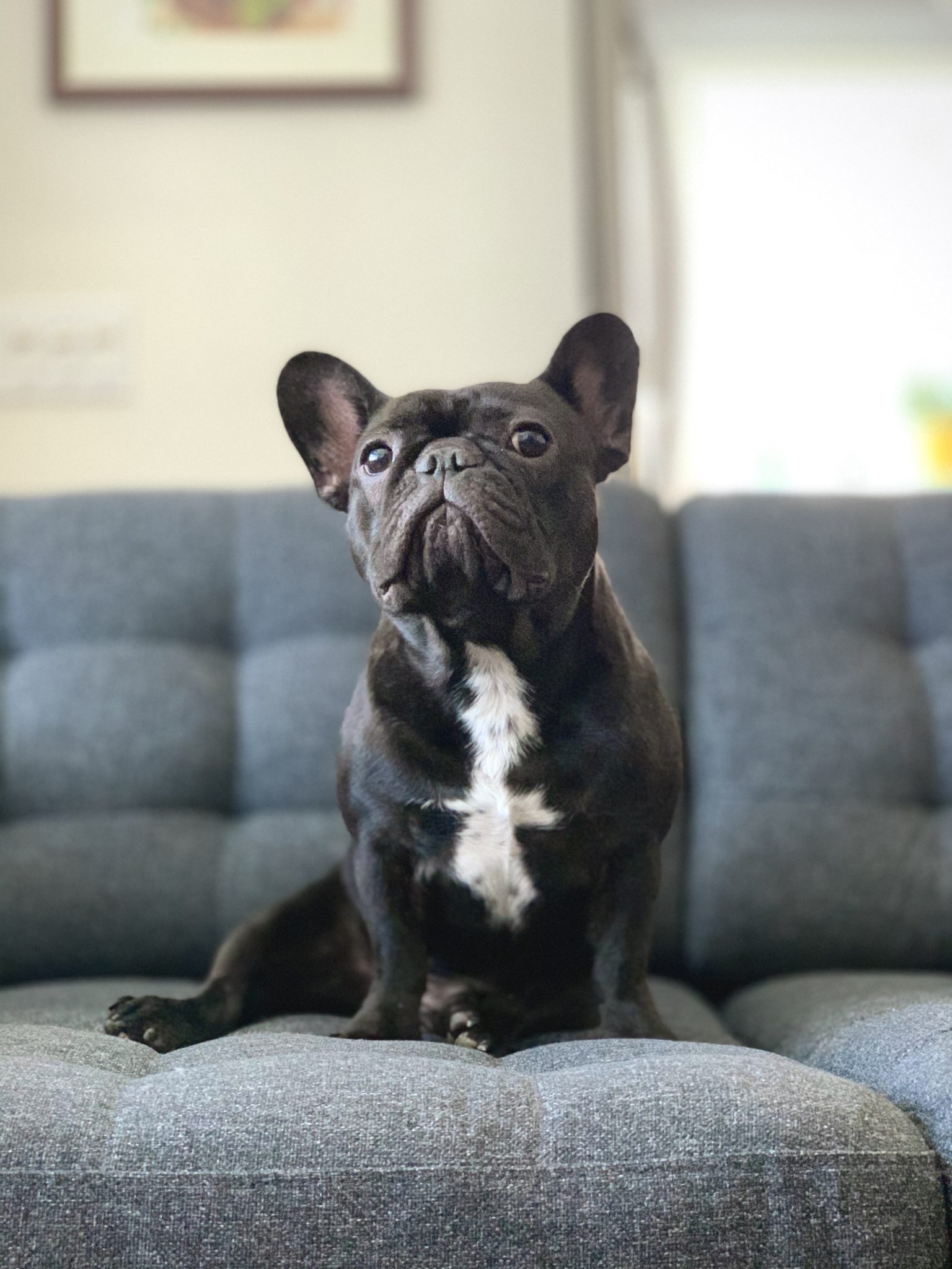 dog puppy creative marketing video agency