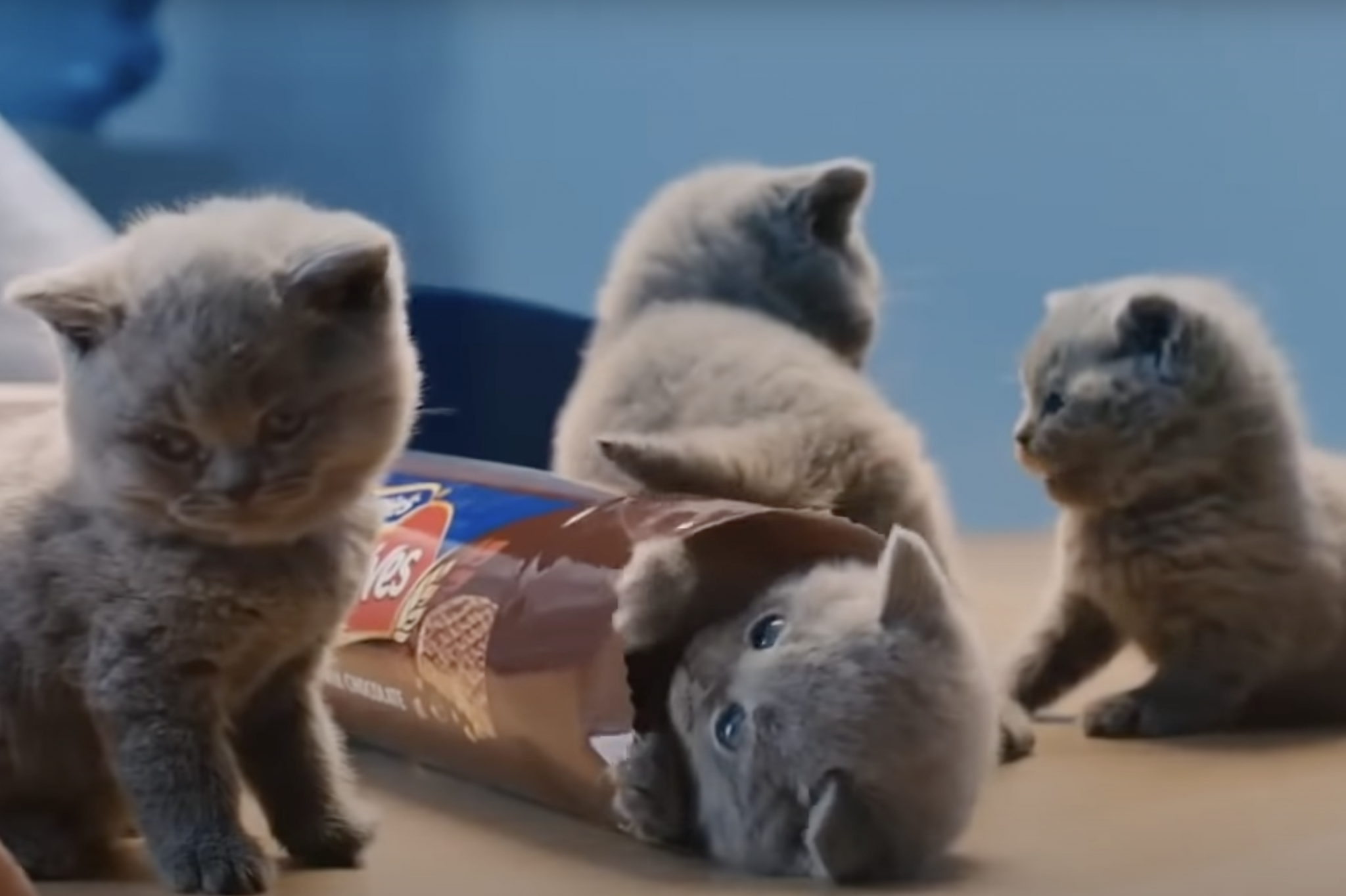 kitten cat commercials Toronto video production