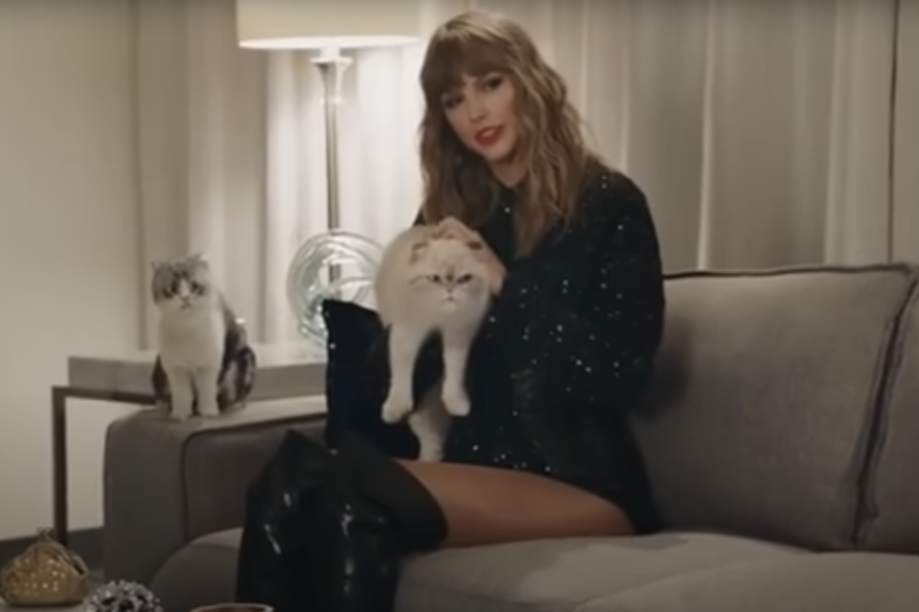 kitten cat commercials Toronto video production