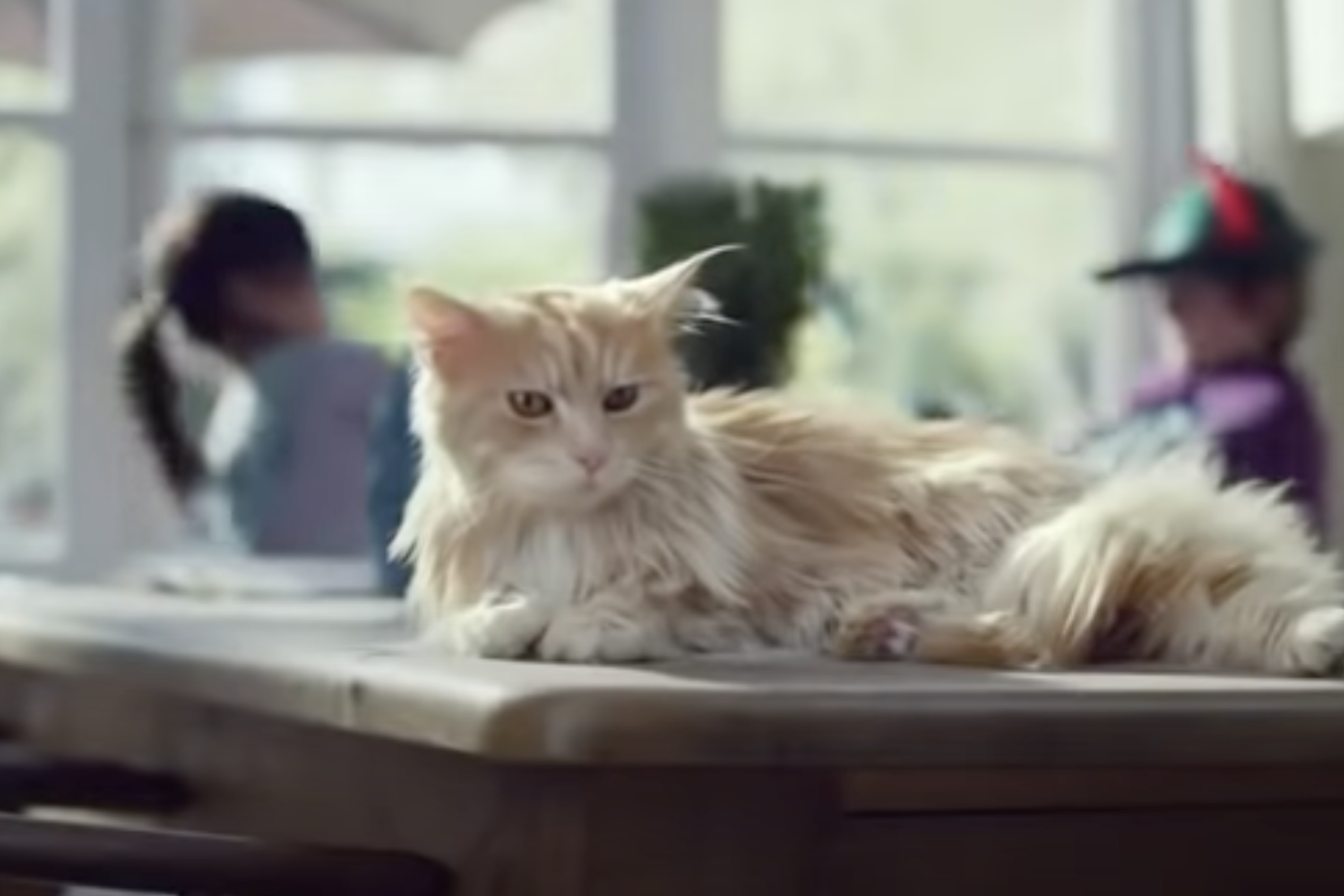 kitten cat commercials Toronto video production