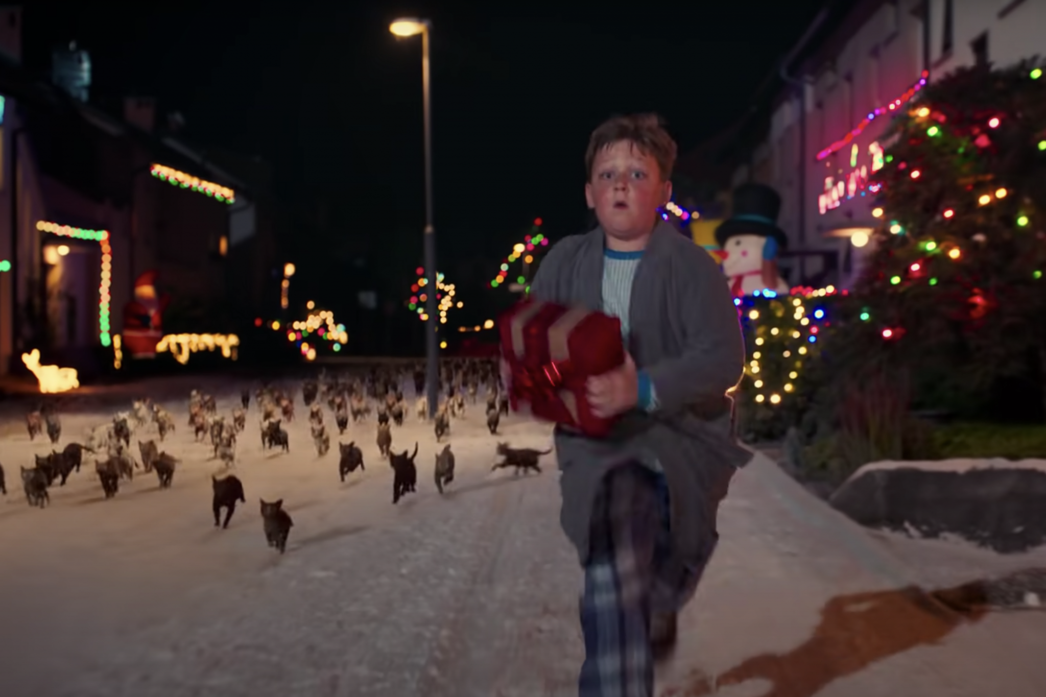 kitten cat commercials Toronto video production