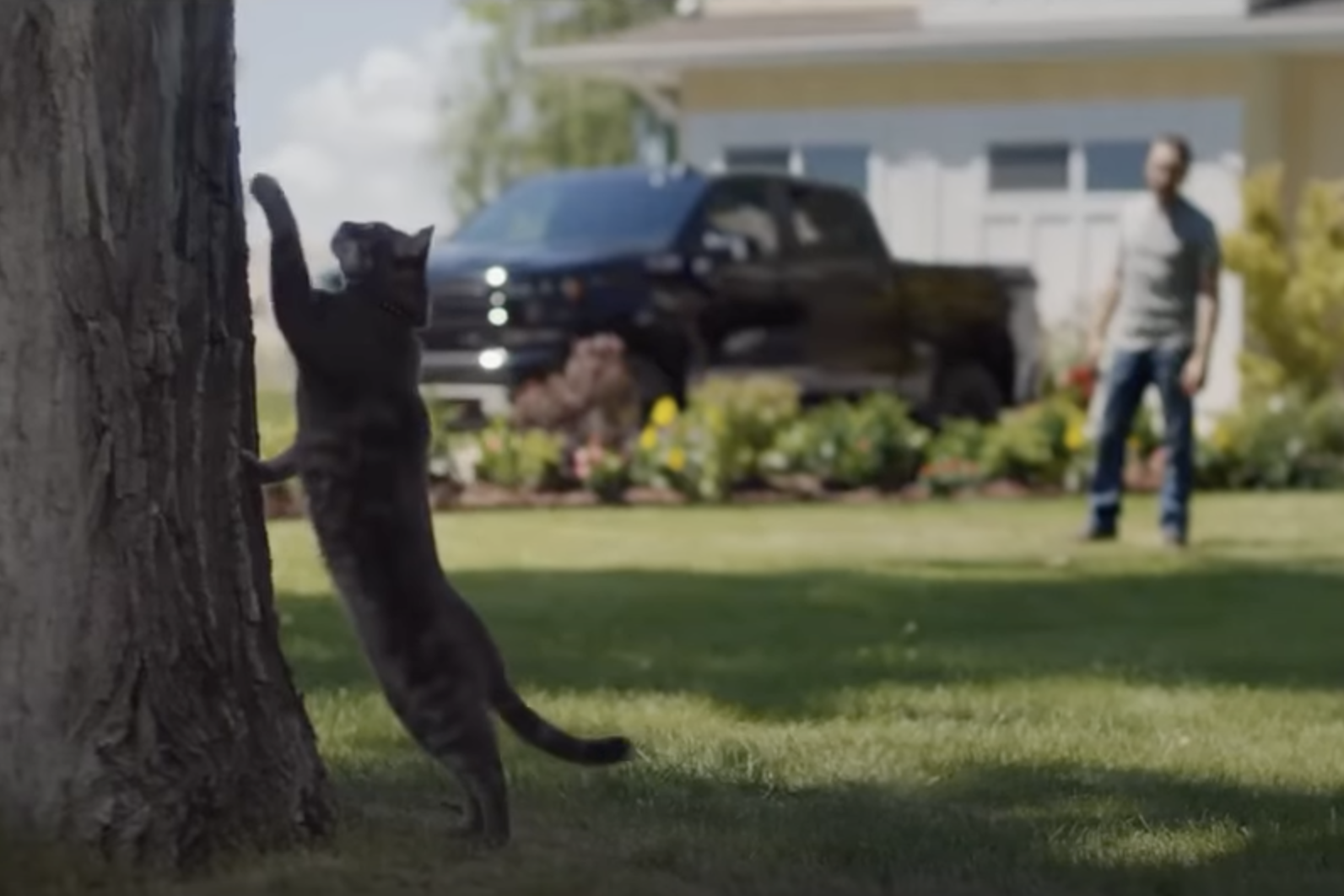 kitten cat commercials Toronto video production