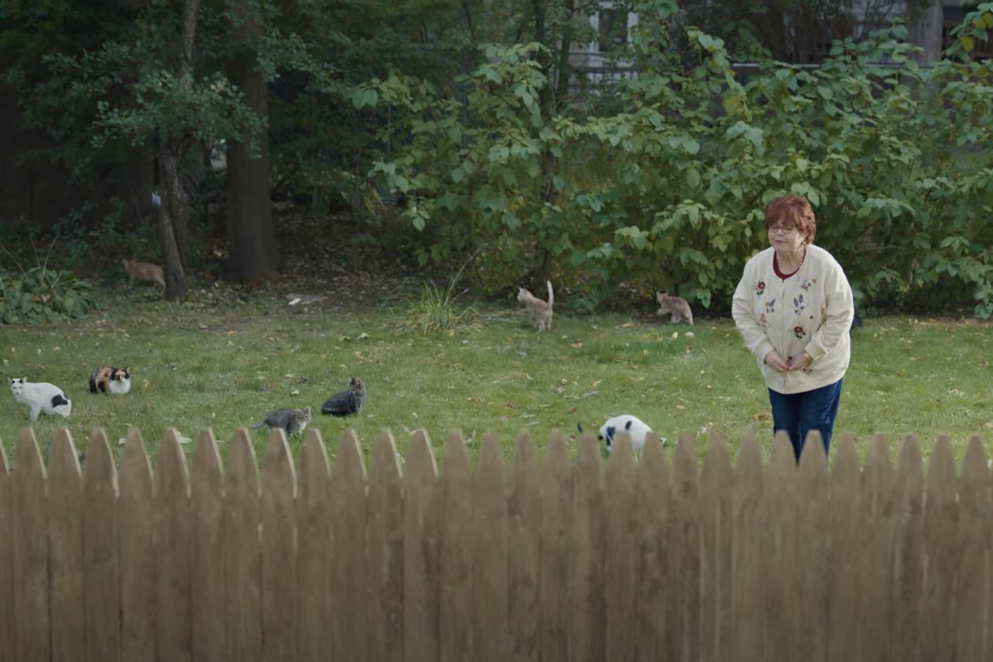 kitten cat commercials Toronto video production