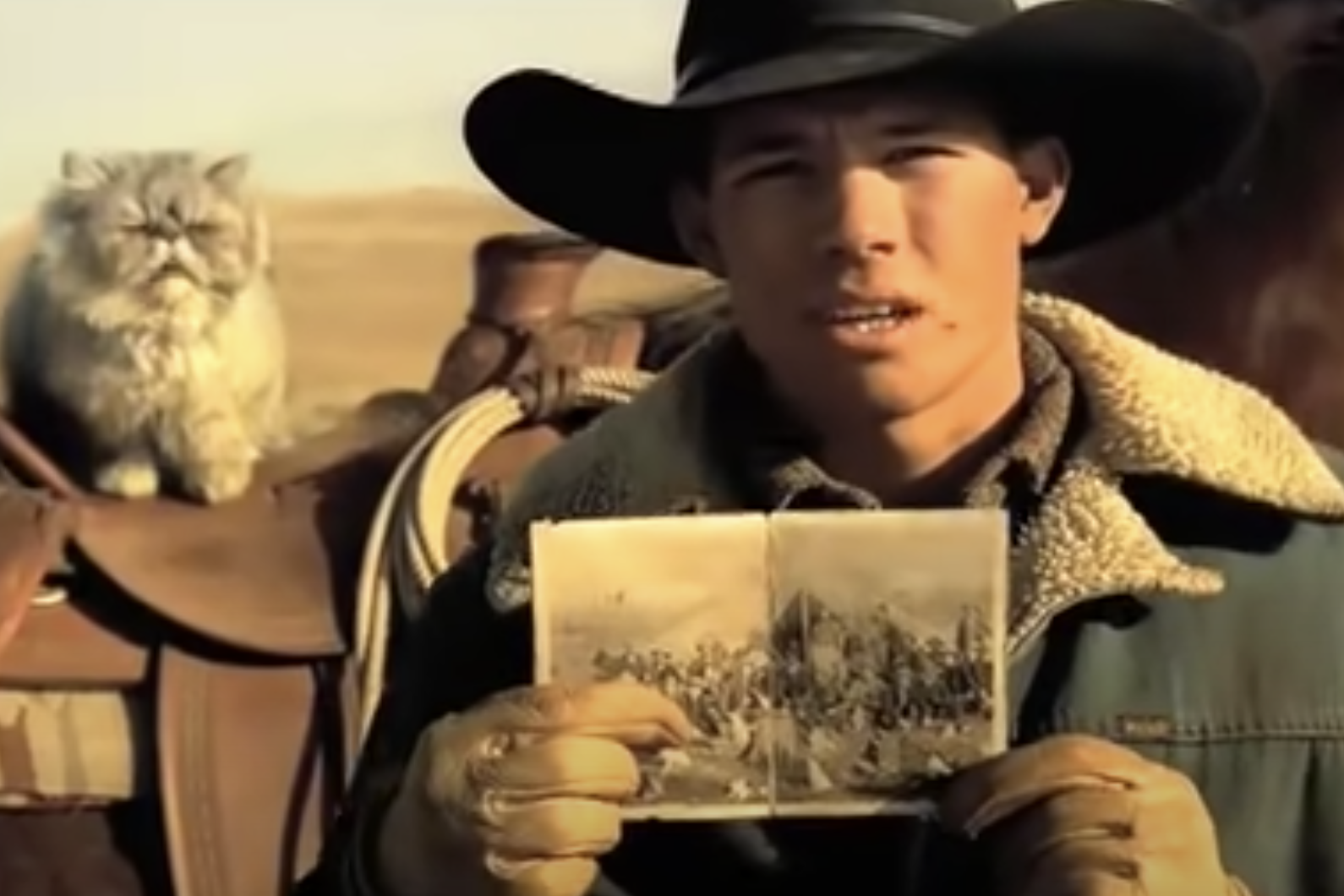 kitten cat commercials Toronto video production